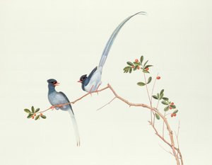 Red-billed Blue Magpies on a Branch with Red Berries, Ch